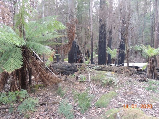 Wald nach Bushfire